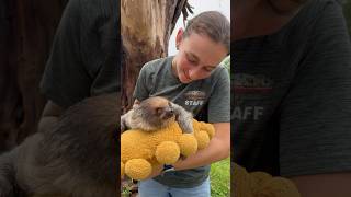 Meet Slowphia’s Brother SLOW MOE❤️ Come Meet Our AMAZING Animals Book NOW at AnimalEDventurescom [upl. by Amrac146]