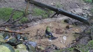 Scarlet Tanager and Swainsons Thrushes  Bathing Birds [upl. by Arihsan432]