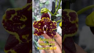 данапротасова orchid orchideenpflege orchideen орхидеи zeboorhids [upl. by Atul]