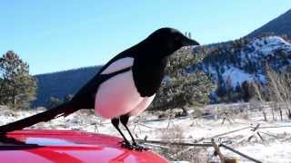 BlackBilled Magpie Rocky Mountain NP in HD [upl. by Lyrrad239]