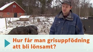 Vinst i lantbruket grisuppfödning [upl. by Torrence]