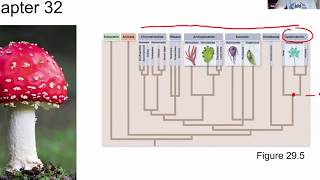 BIOL 1407 Lecture 32 Fungi [upl. by Enait351]