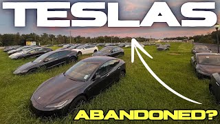 BrandNew Teslas Left in Overgrown Field Under the Florida Sun [upl. by Eisenhart]