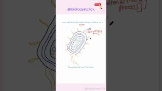 Learn to draw bacterial cell diagram l Easy diagram [upl. by Kovacs]