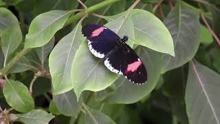 BUTTERFLY PAVILION COLORADO  The Postman Butterfly and similar butterflies [upl. by Nnyleitak]