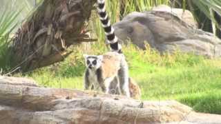 Al Bustan Zoological Center is a zoo for endangered species in Sharjah [upl. by Sualakcin]