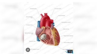 RIGHT VENTRICLE  ANATOMY OF HEART  External and Internal Features of Right Ventricle [upl. by Ynaffit]