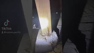 Dry wood termites eating a pier and post support 4x4 pestcontrol termites [upl. by Nelag336]