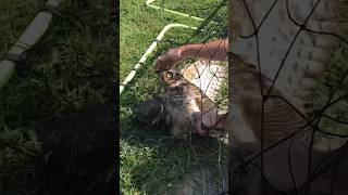 Rescue the owl trapped in the soccer net rescueanimals animals animalrescue owl [upl. by Atilol107]