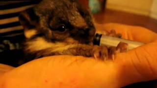 Baby Possum Possy Poss  Katies Babies [upl. by Adnovaj]