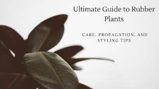 Ultimate Guide to Rubber Plants Care Propagation and Styling Tips [upl. by Eniamahs]