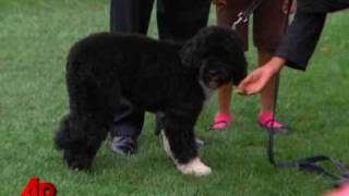 Raw Video Obamas Unveil New First Dog Bo [upl. by Atwahs]