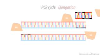 What is a primer dimer  Simple Animated  HD  PCR problems [upl. by Alyda]