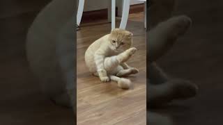 Mr Orange cat try to catching him tail animal orangecat cat shorts [upl. by Triny894]