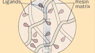 Cromatografia de Afinidade [upl. by Ydnas]