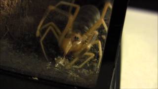 Camel Spider eating crickets [upl. by Debera]