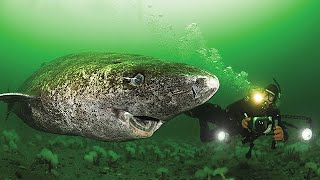 512 Year Old Greenland Shark  Oldest Living Shark [upl. by Terzas742]