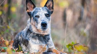 Australian Cattle Dog FunCanine Adventures Await [upl. by Heimlich]