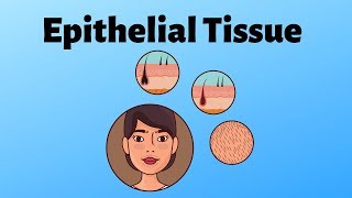 Different types of epithelial tissue [upl. by Naam]