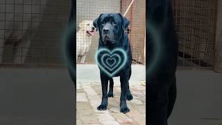 Check out my adorable LabradorRetriever in this short video 🐶📹 PetLove [upl. by Oahc]