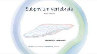 Subphylum Vertebrata [upl. by Ahsined]