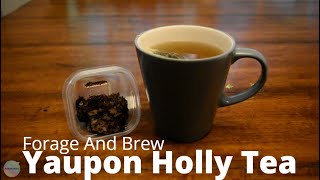 Yaupon Holly Tea  How To Forage And Brew [upl. by Ecerahs]