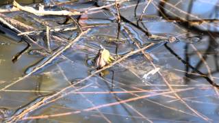 Western Chorus Frog calling [upl. by Ilenay]