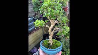 Bonsai de Buxinho caldasbonsai [upl. by Lodge]