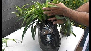 Houseplant Care Spider Plant Propagation [upl. by Adekam]