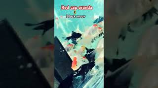 Red cap oranda goldfish and black moor gold fish [upl. by Dinnie]