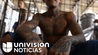 La MS13 fue fundada para proteger a sus integrantes de lo que hoy es su razón de ser la violencia [upl. by Akitnahs120]