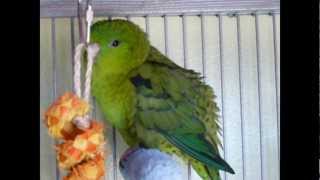 Meet my Lineolated Parakeets [upl. by Eillo]