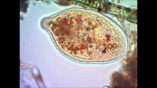 Инфузория туфелька под микроскопом under microscope [upl. by Carder68]