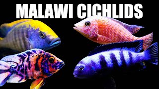 All of My Lake Malawi African Cichlids [upl. by Aramoiz]