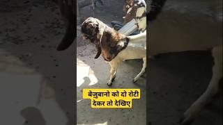 बेजुबानोको ￼ देकर तो देखियेvairalshort goatfarmingkarnekatarika trendingvideoshortsfee [upl. by Eclud]