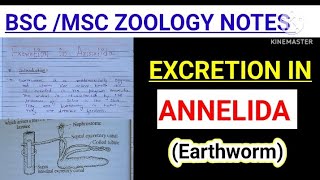 EXCRETION IN ANNELIDA EXCRETION IN EARTHWORM BSC zoology notes vbu skmu mjpru [upl. by Burlie]