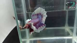 Exotic Halfmoon  Rosetail Betta [upl. by Clawson]