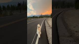 Husky Witnesses Wapiti Fire Near Stanley Idaho [upl. by Rafter671]