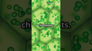 Scientists Unveil Chloroplast Protein Import Mechanism chloroplasts plants biology [upl. by Idnac963]