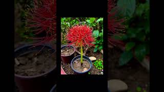 Blood Lily Flower Home Office Plants vtuber flowers plants Haemanthus Flower [upl. by Tebasile]