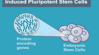 What are Induced Pluripotent Stem Cells iPS Cells [upl. by Neirol]