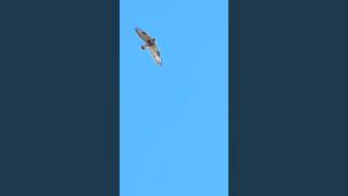 Roughlegged Buzzard Buteo lagopus Bird watching Samsung Galaxy S23 Ultra 4k 60fps birds nature [upl. by Noirb]