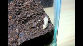 Predation of amphibians by Epomis larva Video S1 [upl. by Yoccm675]