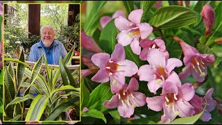 WEIGELA ARBUSTE SOLIDE ET PASSEPARTOUT À LA FLORAISON SPECTACULAIRE Le Quotidien du Jardin N°368 [upl. by Waite]