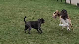 Borzoi and staffbull fight [upl. by Xyla]