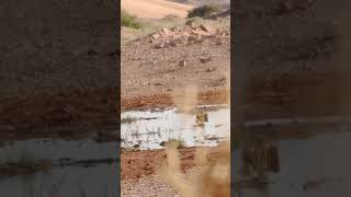 Sandgrouse hunting hunting viralvideo huntting sandgrouse [upl. by Ecnerol]