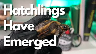 Breeding Redfoot Tortoises amp Caring for Hatchlings [upl. by Tidwell]