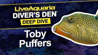 LiveAquaria® Diver’s Den® Deep Dive Toby Puffers Canthigaster sp [upl. by Chiarra]