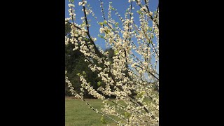 New White Doubleflowered Redbud Cercis canadensis White Pom Poms New and Noteworthy Trees [upl. by Jodie]