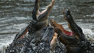 Alligators and Crocodiles  Reptile Documentary [upl. by Pinelli]